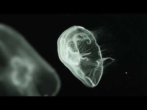 Video thumbnail for Lotus Eater