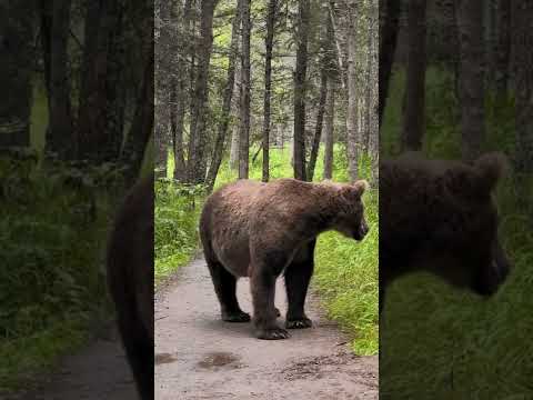 , title : 'Close encounter with a grizzly bear in Alaska.'