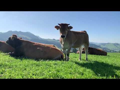 Verein Appenzellerbeef - Der Betrieb der Familie Gätzi aus Appenzell