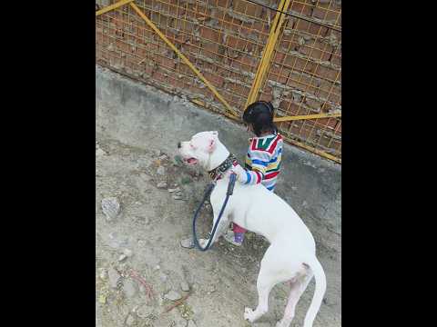 Dogo argentino 9 months with aaira Parihar his master #viralshort #dogoargentino #dragonspitkennel