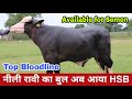 Bull Paras Nilli Ravi Top Beauty With Milkline Bull Is Available To Give Semen At HSB