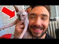 MON SPHYNX Mon Chat SANS POIL