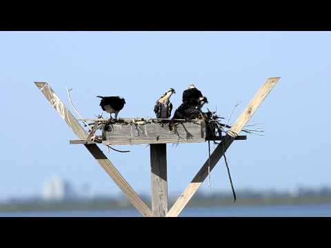 Osprey Chick Strengthening His Wings