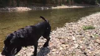 Hunting Retriever Training- Single Marks with Close Diversions