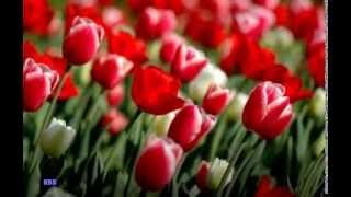 Diana Krall - How Can You Mend A Broken Heart