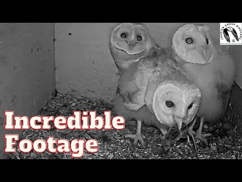 Nature's Brutality: Wild Barn Owl Swallows Mouse Alive