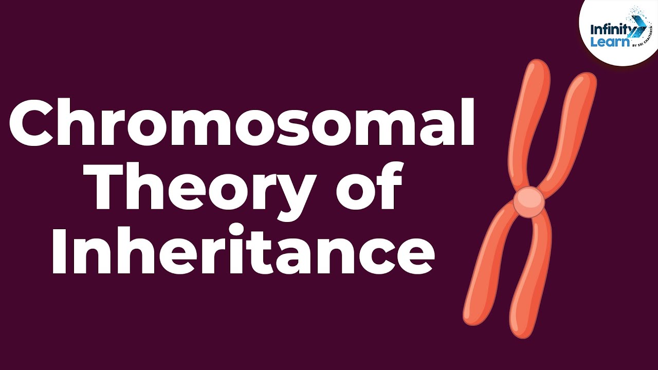 Genetics - Chromosomal Theory of Inheritance - Lesson 9 | Don't Memorise