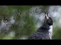 Australian Magpies Singing Compilation - one of the most beautiful bird calls