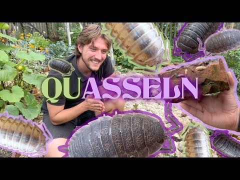 Asseln sind faszinierender als du bisher dachtest. Lasst uns drüber quasseln :)