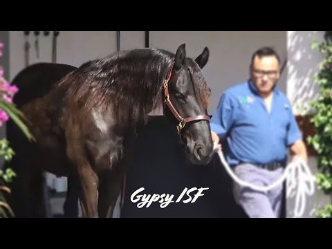 A Day in the Life of Gypsy ISF, by Tjalbert 460  -  SOLD!