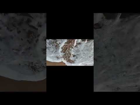 Beach beautiful place👌 #shortvideo #