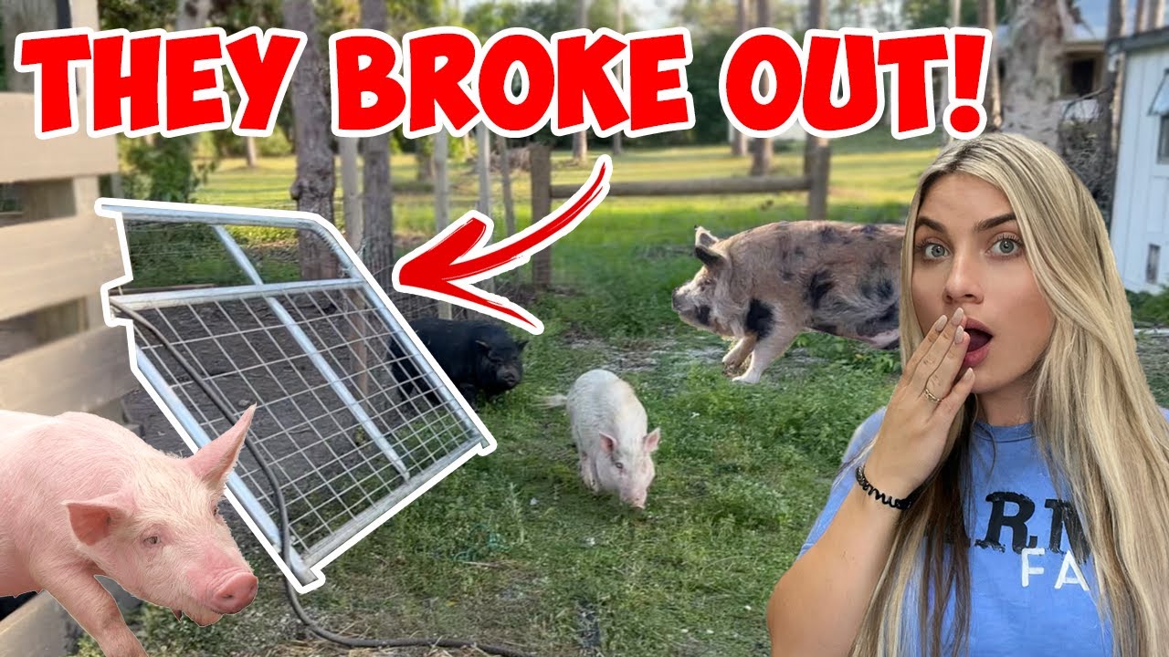ALL THE PIGS ESCAPED THE PIG PEN! CAN WE GET THEM BACK?!