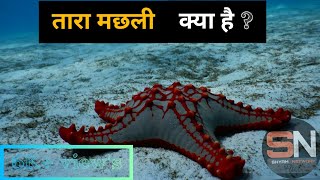 तारा मछली के बारेमे जानकारी  || information about starfish #starfish #youtube #india #shyamnetwork