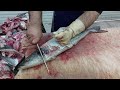 Amazing Cutting Skills | COBIA FISH CUTTING | Big Cobia Fish Cutting in Fish Market