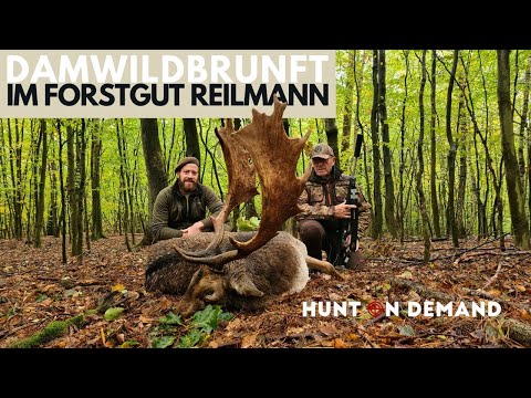 Fallow deer rut at Forstgut Reilmann 2023 – @hunterbrothersofficial Hunt on Demand excerpt