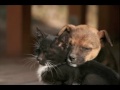 Dogs & Cats Stranded on the Streets