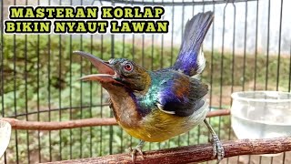 Download lagu kolibri kelapa | manggar | wiceh | masteran burung korlap bikin nyaut lawan gacor mp3 Download lagu kolibri kelapa | manggar | wiceh | masteran burung korlap bikin nyaut lawan gacor mp3