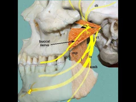 Lateral pterygoid superior head and medial pterygoid exercise