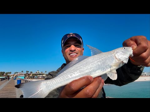 Fishing Piers for Whiting on YouTube