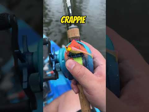 This BFS Reel LAUNCHES Crappie Baits!