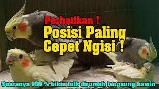 Download lagu Parkit Australia Kawin Di Jamin langsung Nyaut ! mp3