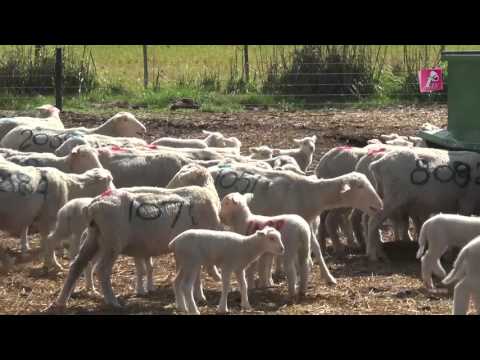 Inia TV - La Estanzuela (HD)