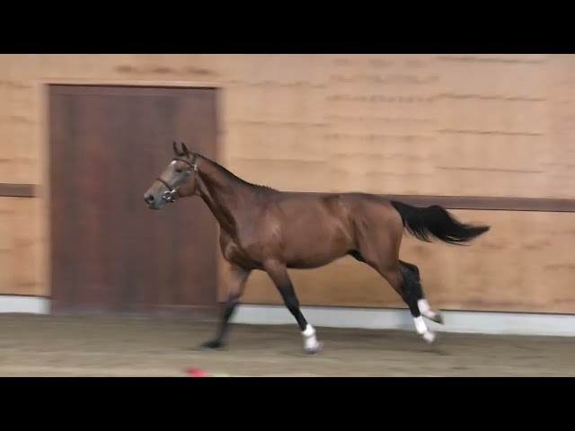 gaits