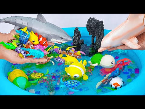 [Toy asmr] RC Shark & RC Dolphin & Zuru Robo Fish & Harp's Aquarium ASMR Satisfying with Unboxing