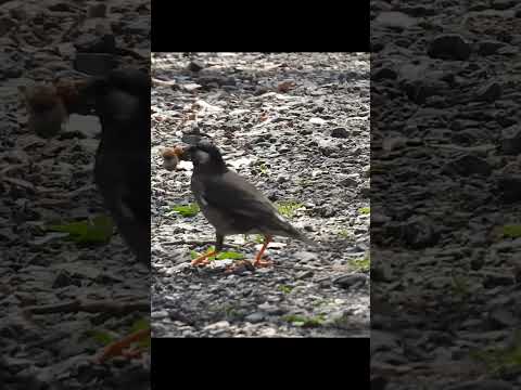 ムクドリを怖がらせるものは何ですか？鳥の餌台や庭から永遠に追い払うための 4 つのヒント  庭園