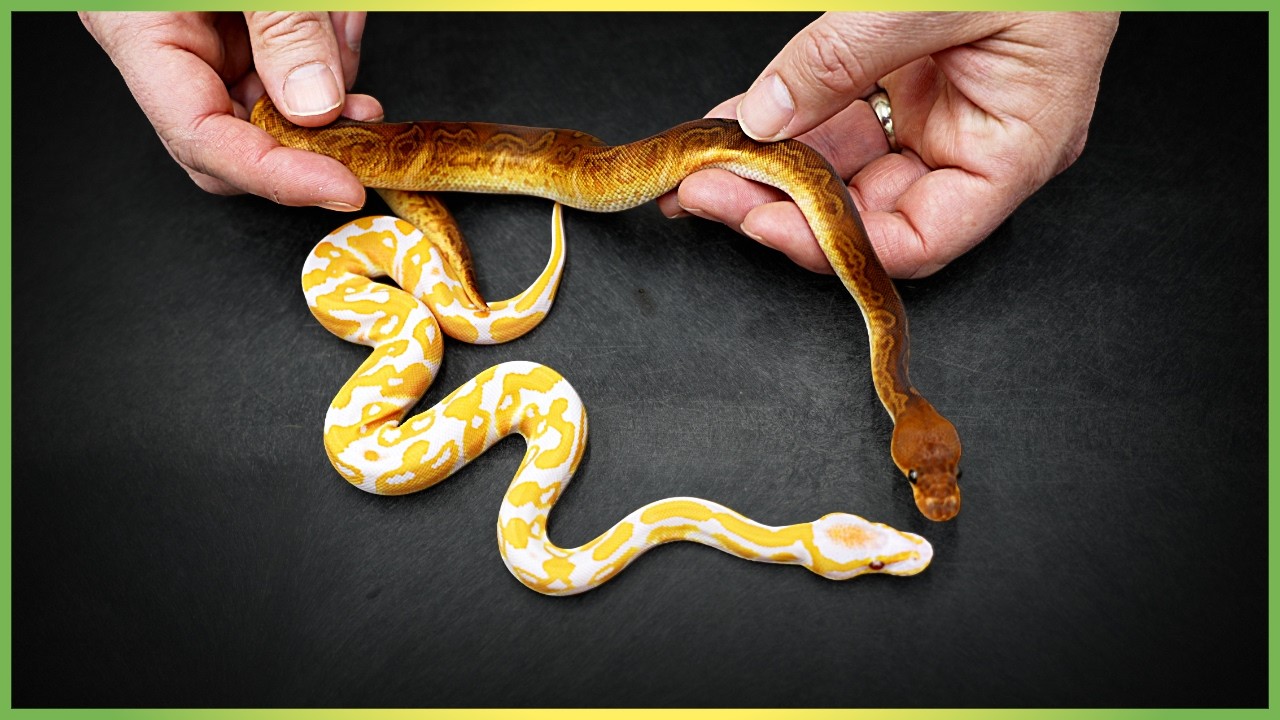 Cheap vs. Expensive Ball Pythons - What’s the Deal?!