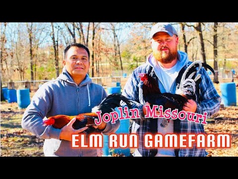 Farm Visit in Missouri Elm Run GameFarm of Andrew Bresee 🐓