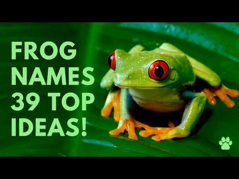 image-Whats a cute name for a frog?