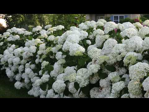 Proven Winners Incrediball Hydrangea