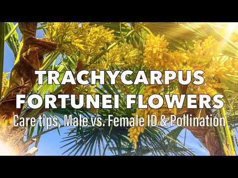 , title : 'Amazing Trachycarpus Fortunei Palm Flowers - Male vs. Female'