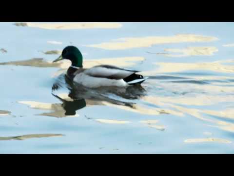 170429 Retro Babes 6   Stefan Netsman моськва