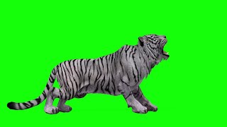 Download lagu Green Screen Chromakey - White Tiger Howling Tiger crowing Tiger Pose mp3