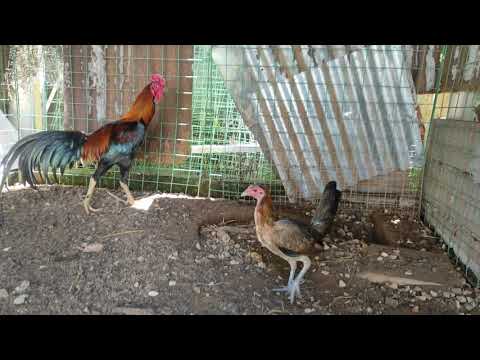 asil cross gilmore hatch