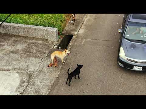 狗雞配