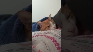 猫とする昼寝。うっとりうたた寝にをじっくり観察。