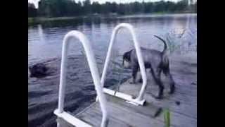 Schnauzer summer, snautserikesä (Ole Nuori, J. Karjalainen)