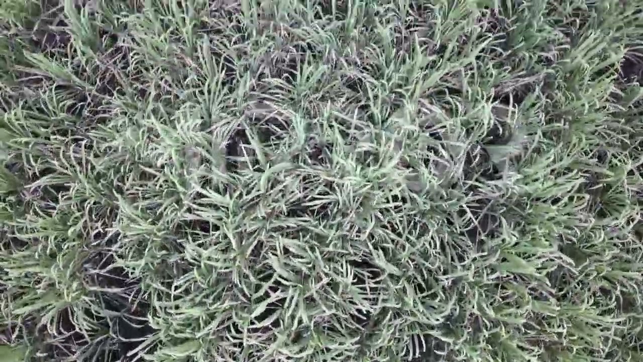 Cultivo de Caña P3