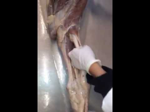 Osteochondrose der Aufhebung der Blockade des Schmerzes Gymnastik Bubnovskaya bei Hernien in der Brustregion