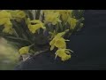 Dean Blunt Ft Elias Rønnenfelt Vegyn Lucre