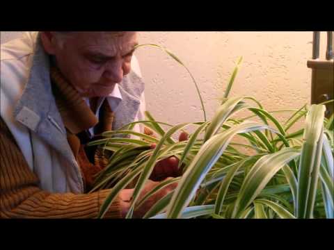 Valentijnsdag & Vasilka