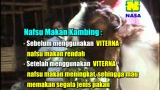 preview picture of video 'Ternak Kambing PE Jember Pakai Viterna'