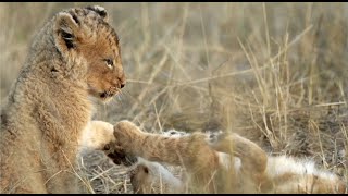 Sony G Master Brand Video Safari