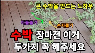 수박 장마전! 이거 두가지! 반드시 해줘야 크게 열려요! #수박순치기 #수박곁순제거 #수박순집기 #수박거름주…