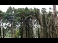 Sintra, The Wind in the Cedars
