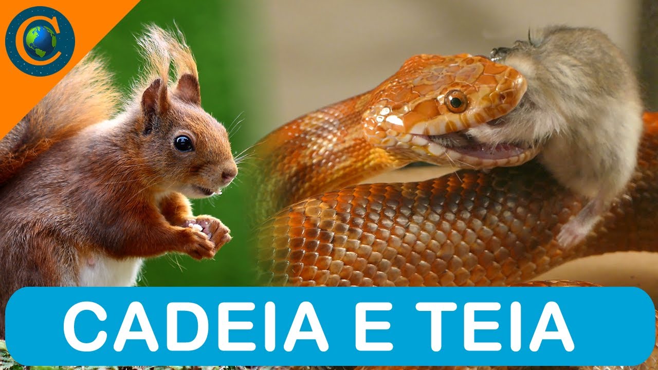 ECOLOGIA - CADEIA E TEIA ALIMENTAR
