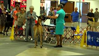 Vintage-Greenville shows Best of Breed Competition 7/27/2014